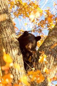 Black Bear in Tree