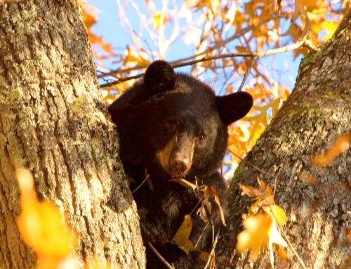 24th Annual Wilderness Wildlife Week